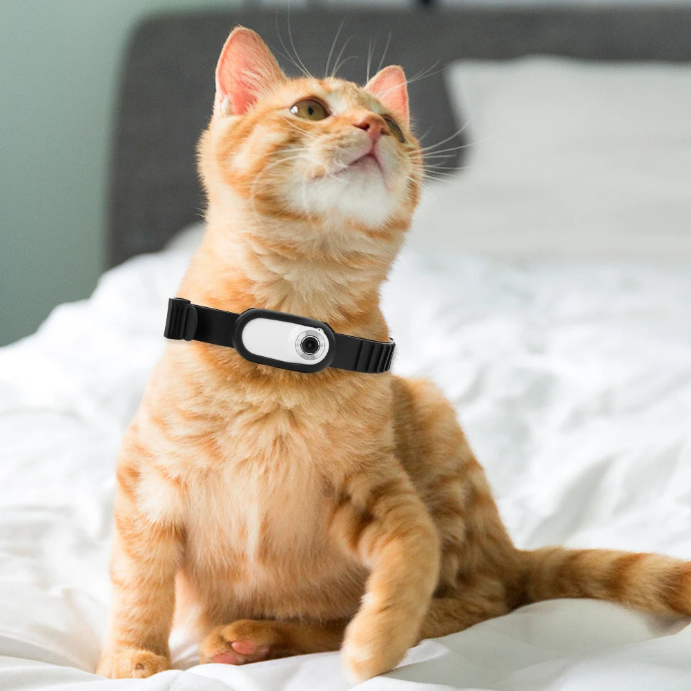 Cat wearing a pet camera collar with wide‑angle lens exploring a garden.