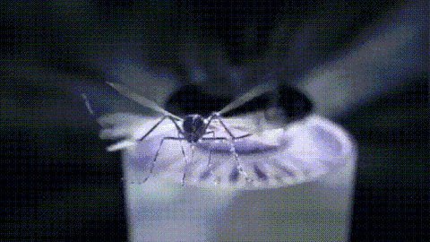 Mosquito Killer Lamp – UV Bug Zapper & LED Light for Indoor & Outdoor